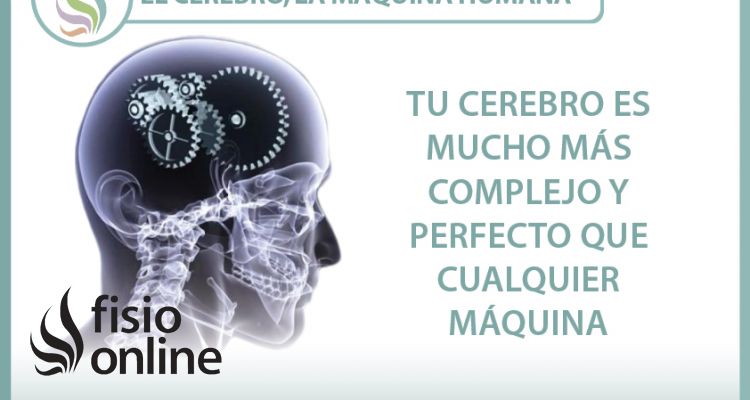El cerebro, la máquina humana
