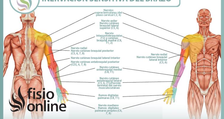 Inervación sensitiva y neurodinámica del brazo