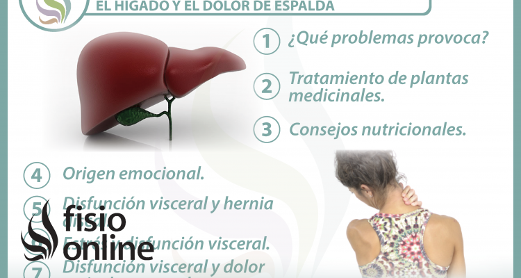 7 claves para entender y tratar la relación  entre el hígado y el dolor de espalda