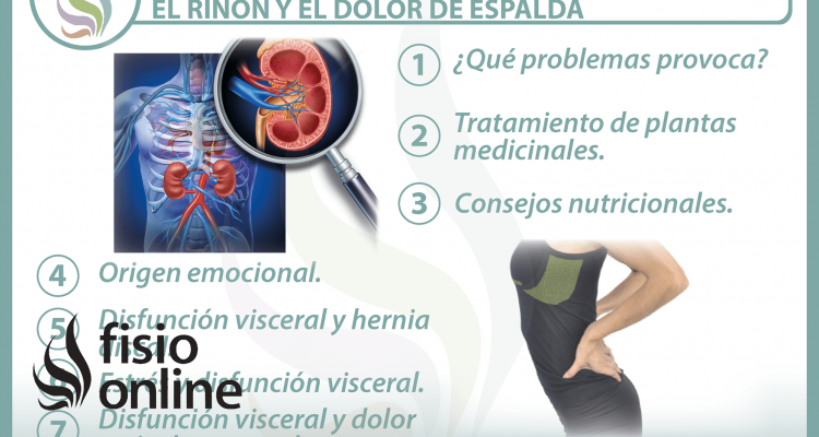 7 claves para entender la relación  entre el riñón y el dolor de espalda