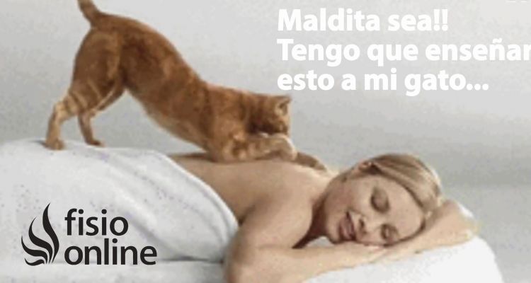 ¡Maldita sea! ¡Tengo que enseñar a hacer esto a mi gato!