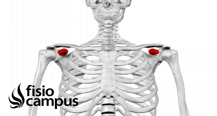 Apófisis coracoides | Qué es, qué significa, ubicación, función y lesiones