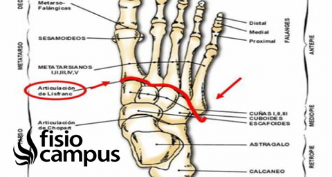 Articulación de Chopart | Qué es, partes, tipo de ...