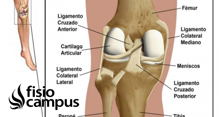 Ligamento lateral externo de la rodilla