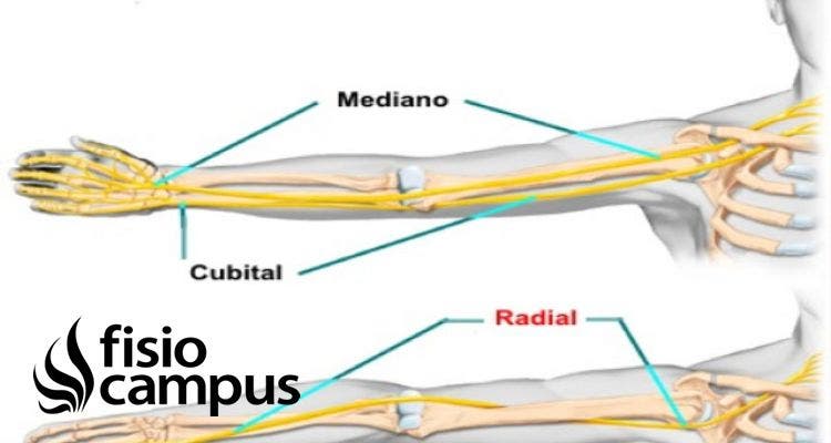 nervio radial