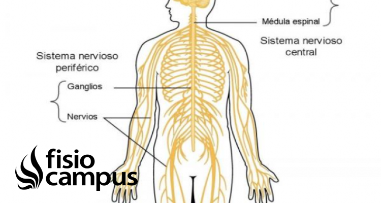 pic Imágenes Del Sistema Nervioso Periférico Con Sus Partes sistema nervioso periferico que es