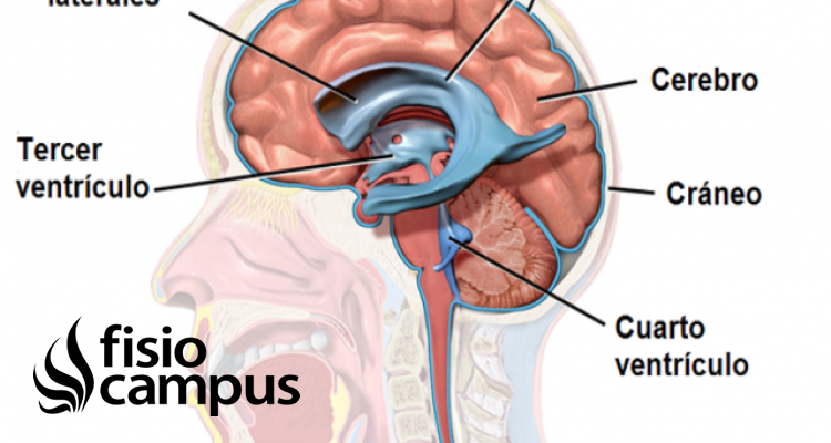 ventrículos cerebrales