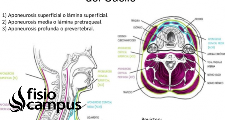 Aponeurosis del cuello | Qué es, planos, ubicación y función