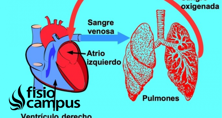 circulación pulmonar 