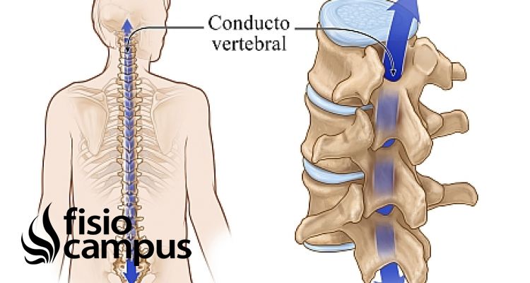 conducto vertebral