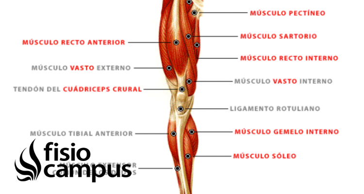 músculo cuádriceps