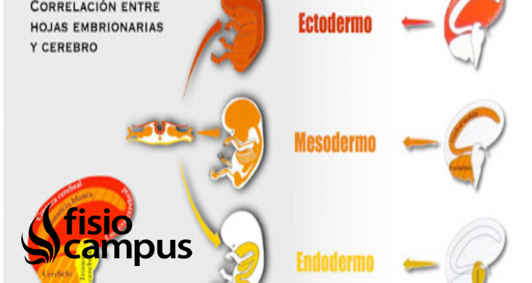 Endodermo | Qué es, cómo se forma, ubicación, función y qué órganos forma
