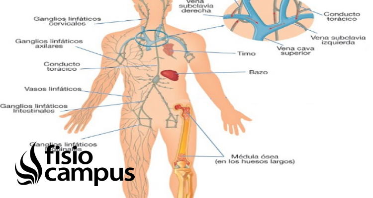 Ganglio Linfatico Que Es Donde Se Situan Cuantos Hay En El Cuerpo Funciones Y Enfermedades