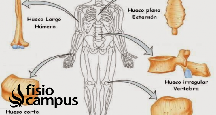Huesos cortos | Qué son, significado, dónde están, función y lesiones