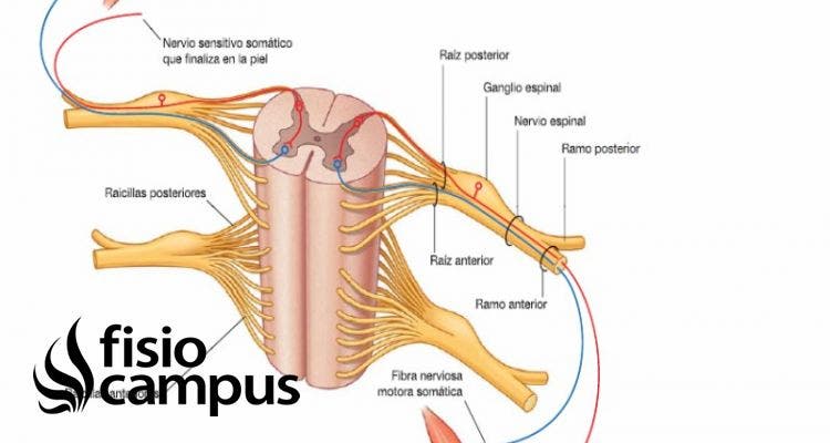 nervio espinal o accesorio