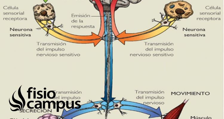 nervios motores