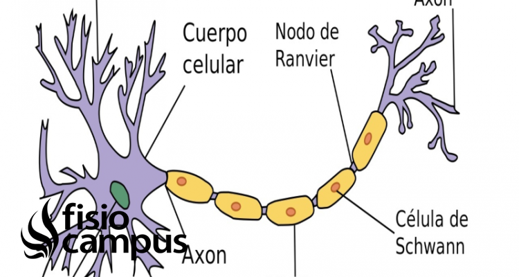 neurona