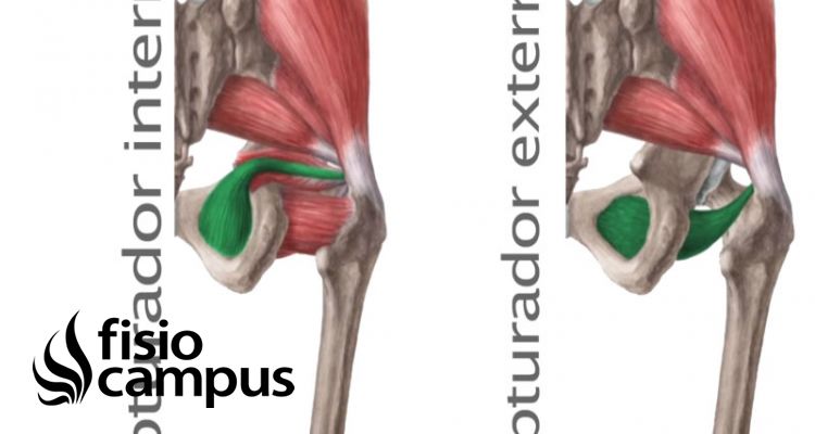 Obturadores | Qué son, ubicación, origen, inserción, función y lesiones