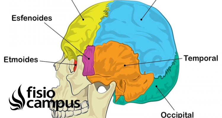 Hueso occipital