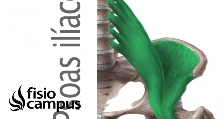 Psoas ilíaco | Qué es, cómo estirar y fortalecer, origen, inserción ...