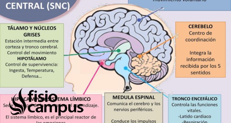 sistema Nervioso Central