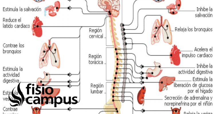 sistema nervioso simpático