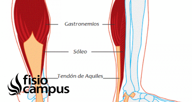 Músculo tríceps sural