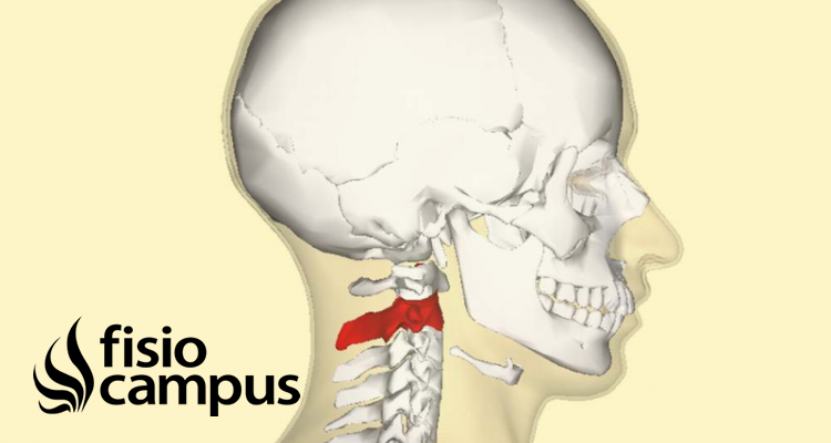Vértebras Cervicales