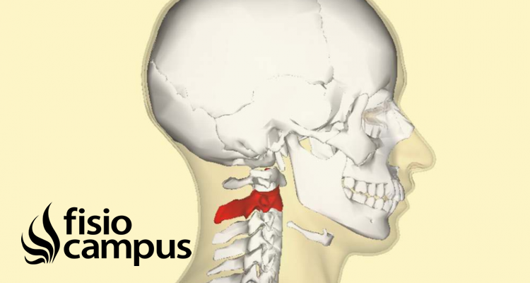 Vertebras Cervicales Que Son Que Significa Ubicacion Funcion Lesiones Y Que Ocasiona El Desgaste De Las Vertebras