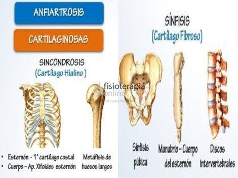 ANFIARTROSIS
(Cartilaginosas)