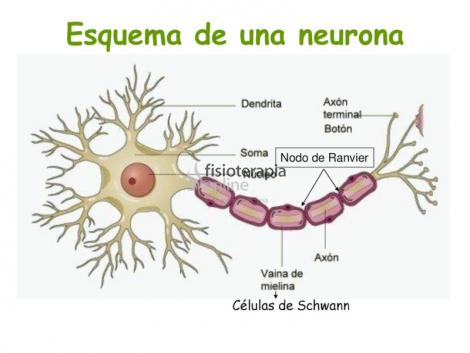 Células de Schwann | Qué son, ubicación, función y enfermedades