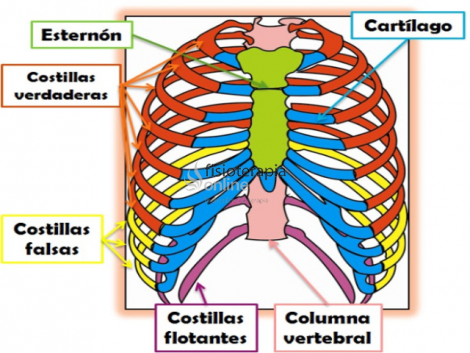 huesos de la costilla