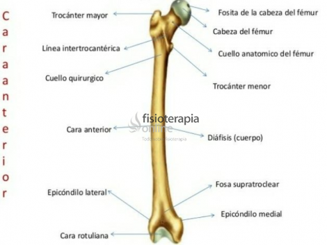 Cuello del fémur | Qué es, función, qué ocasiona dolor y fractura