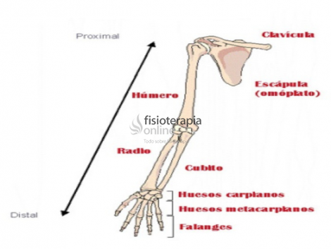 Distal | Qué es, significado y para qué se usa en anatomía
