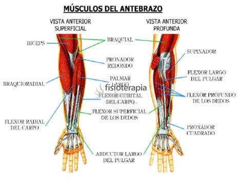Músculos de la palma que mueven los dedos – Músculos intrínsecos
de la mano