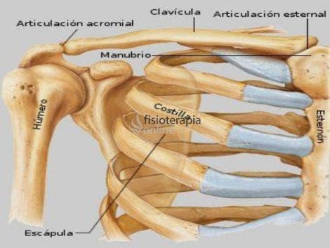 articulatia sternoclaviculara