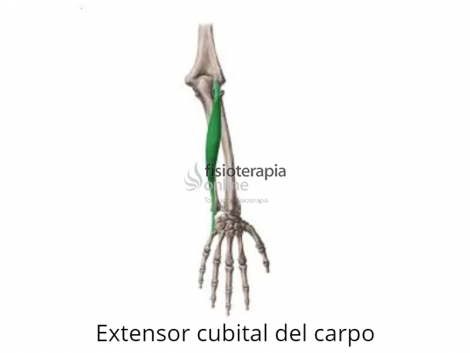 Extensor cubital del carpo | Qué es, ubicación, función, origen