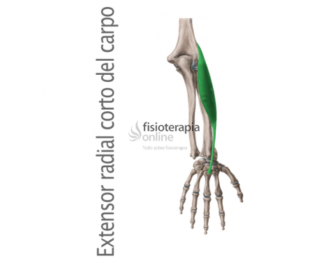 Extensor radial corto | Qué es, ubicación, origen, inserción ...