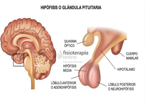 Hipófisis
o glándula pituitaria