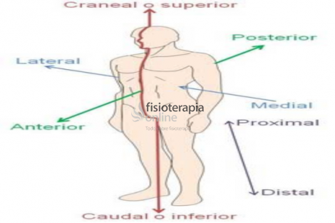 Proximal | Qué es, significado y para qué se usa en anatomía