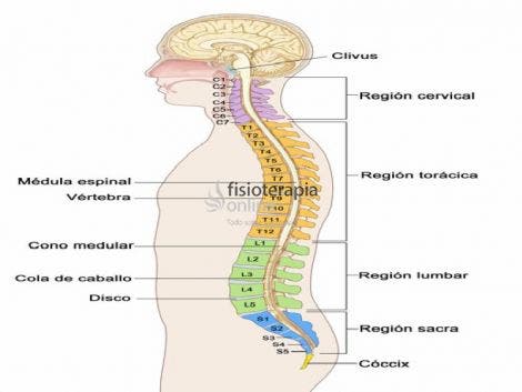 Síndrome del cono medular | Qué es, qué estructuras afecta, síntomas
