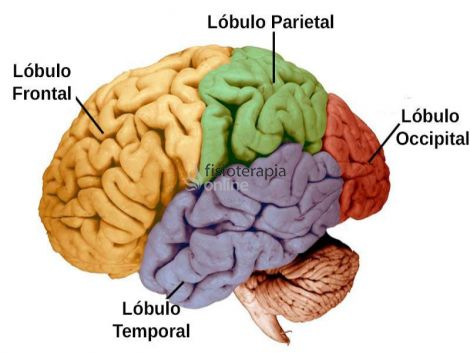 Temporal (lóbulo) | Qué es, ubicación, cómo funciona, qué controla y ...