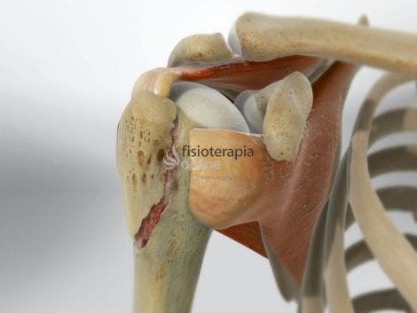 Tuberosidad mayor | Qué es, músculos que se insertan, función y lesiones
