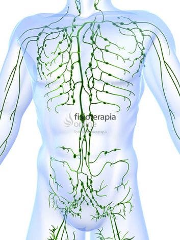El sistema linfático. Para que sirve y cómo funciona | FisioOnline