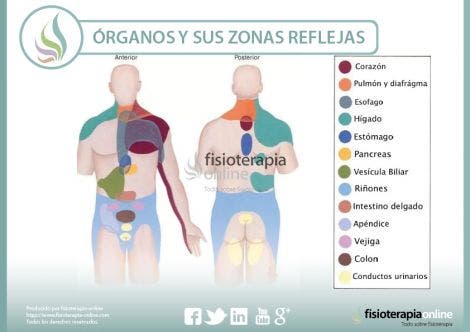 wallpapers Imagenes Del Cuerpo Humano Y Sus Organos Internos Con Nombres cada organo tiene su zona refleja