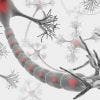 Esclerosis Múltiple, una enfermedad caprichosa, enigmática e impredecible