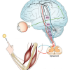 Control Motor. Definición, teorías, hipótesis e implicaciones clínicas.