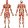 Lesiones más frecuentes que afectan al músculo