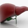 ¿Cómo repercute la disfunción de hígado sobre el sistema Músculo-esquelético?