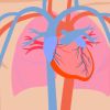 7 Curiosidades que no sabías sobre el corazón y el sistema circulatorio